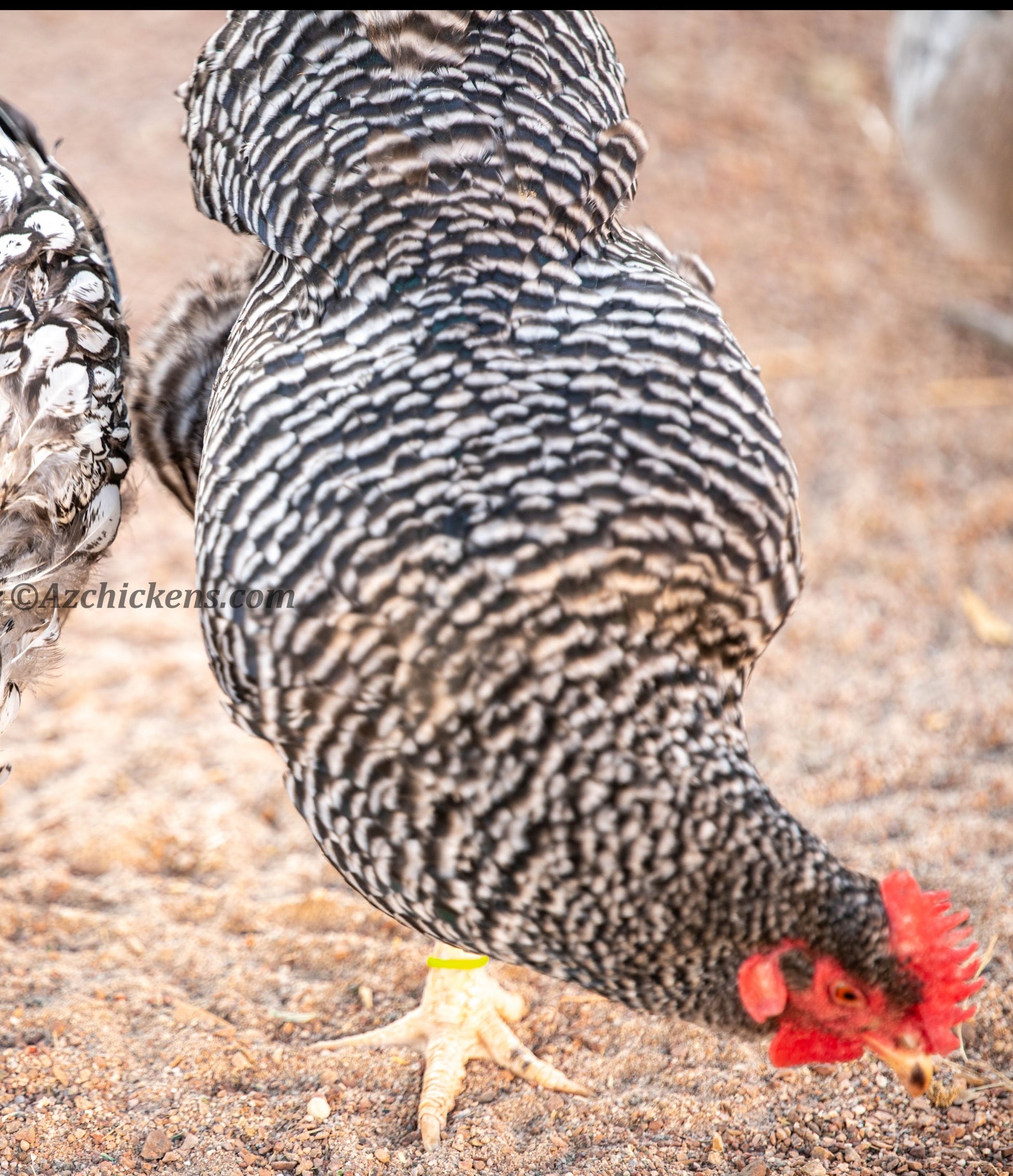 Hardy Barred Plymouth Rock pullets, 6-10 weeks old, featuring black and white striped feathers, by Az Chickens