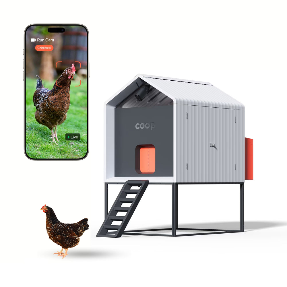 Smart automated chicken coop with WiFi camera, app control, and a metal frame, featuring a live feed display on a smartphone