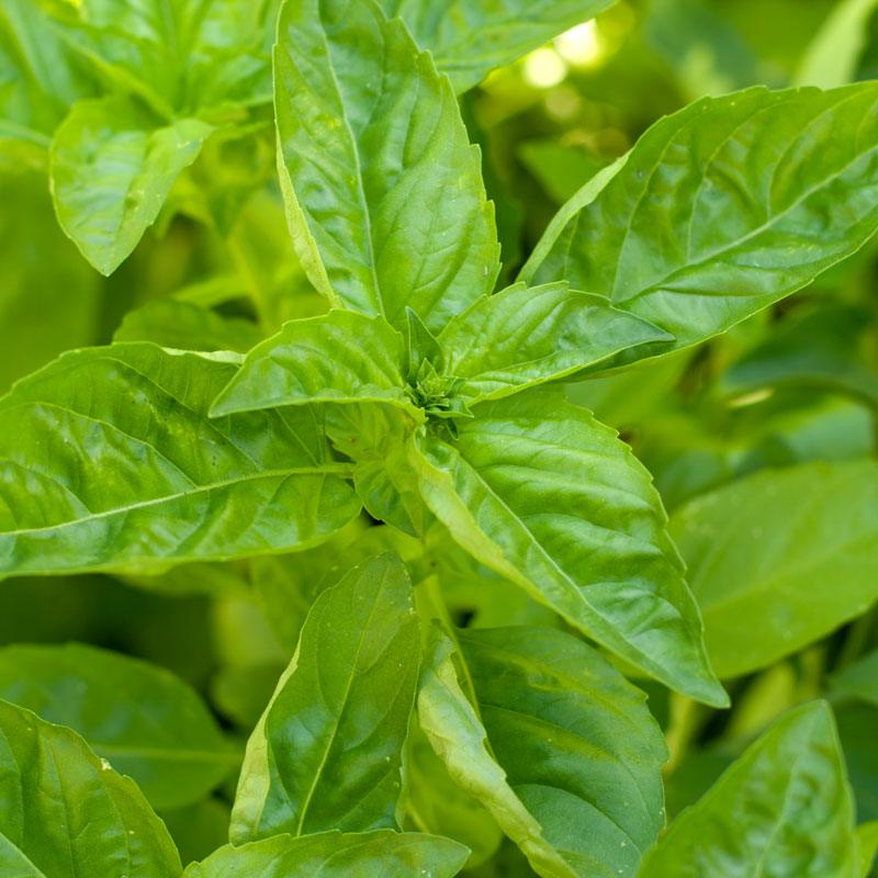 Sweet Basil Seeds (Organic)