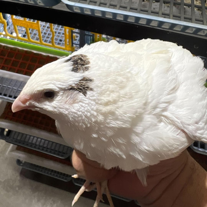 Premium Jumbo White Coturnix quail hatching eggs, fresh and fertile, 14.6g, from Quailz.com, available in 12 or 24 count.