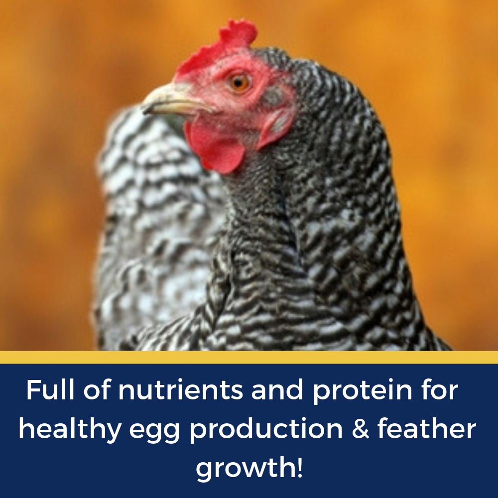 Herbal chicken treats featuring mealworms, wheat, and rose petals in a 16-pound bag by Dahlia Pets