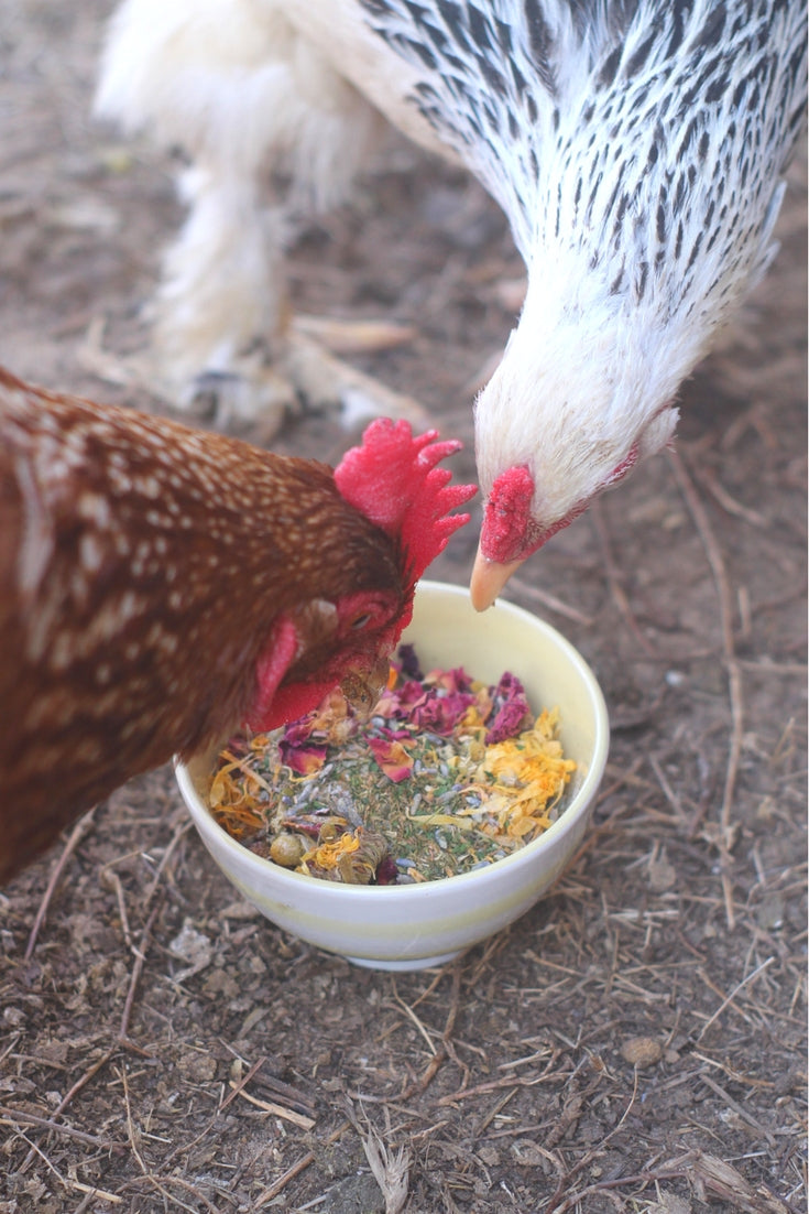 Natural Nesting Herbs for Chickens - Chamomile, Lavender & Rose