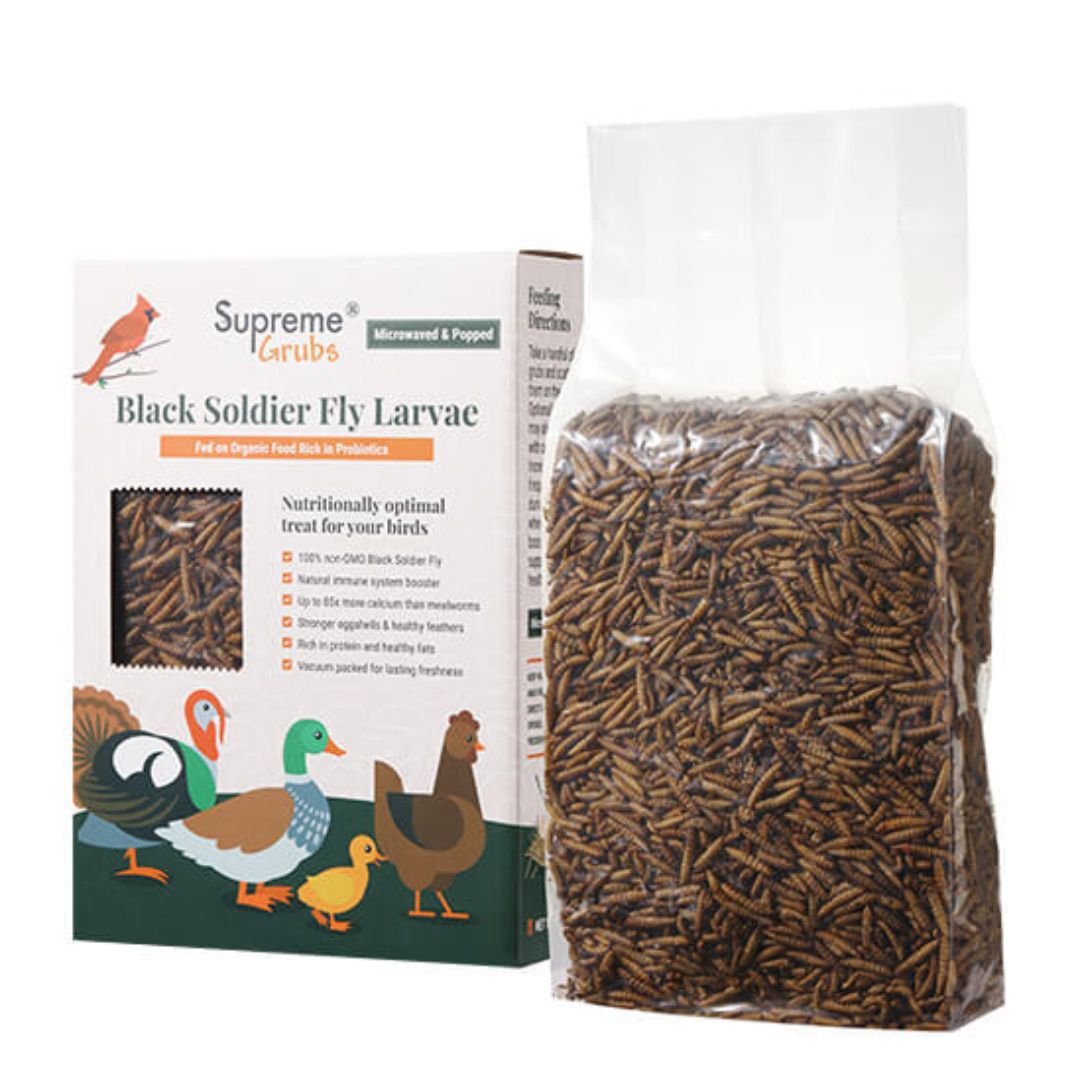 Kit de inicio para pollitos premium