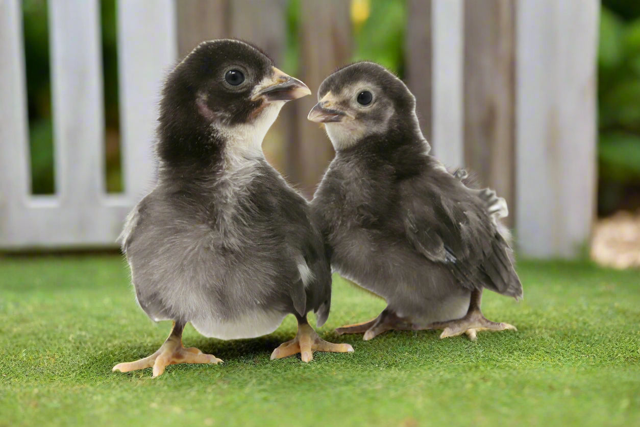 black sex-link baby chicks