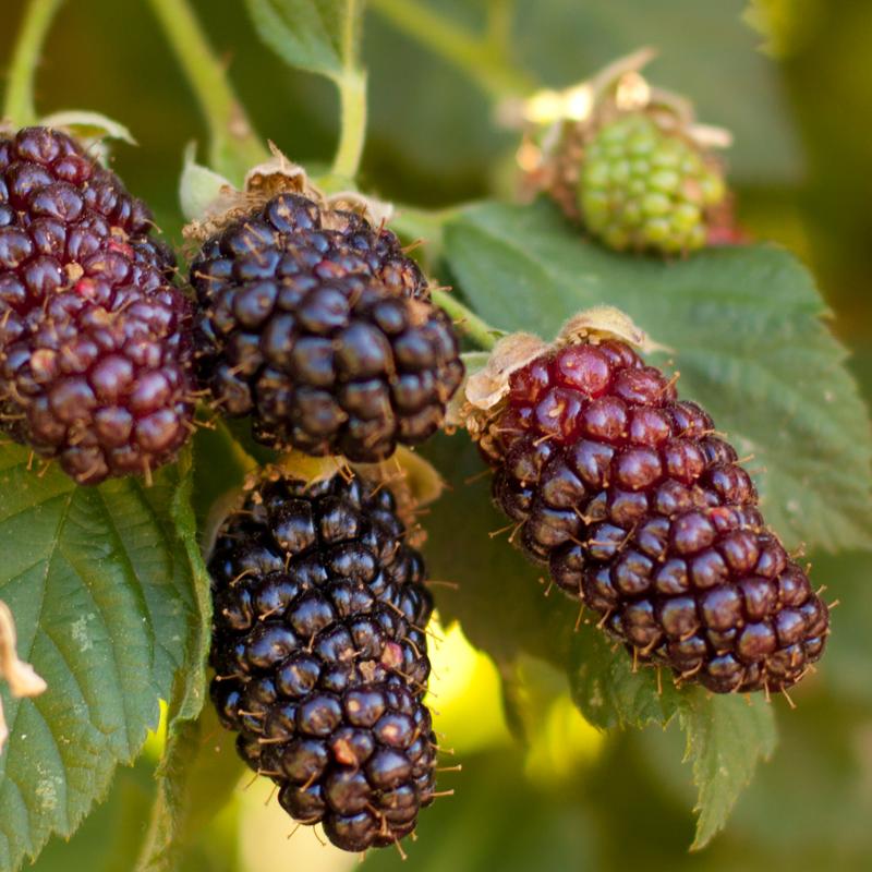 Blackberry - Olallie (Potted)