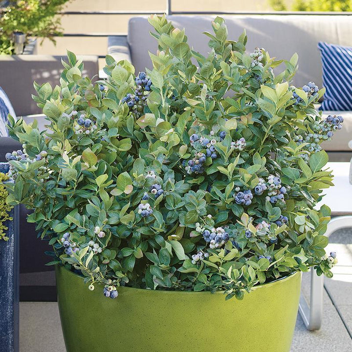 Potted Blueberry - Peach Sorbet
