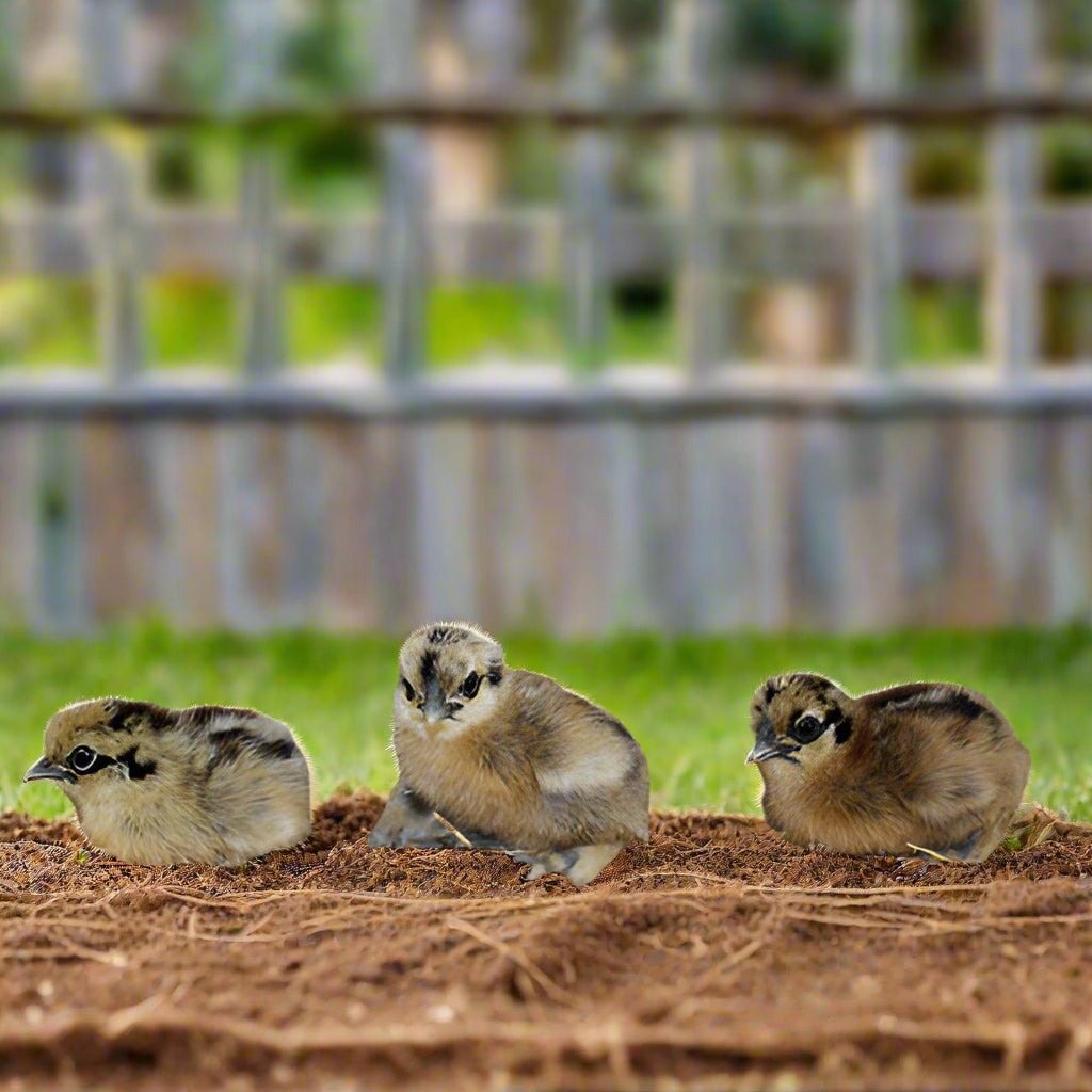 Polluelos de Silkie (sin sexar)