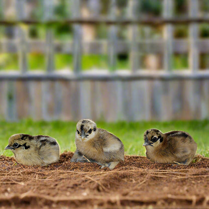 Fluffy Silkie Chicks - Unsexed Baby Chickens Multiple Colors