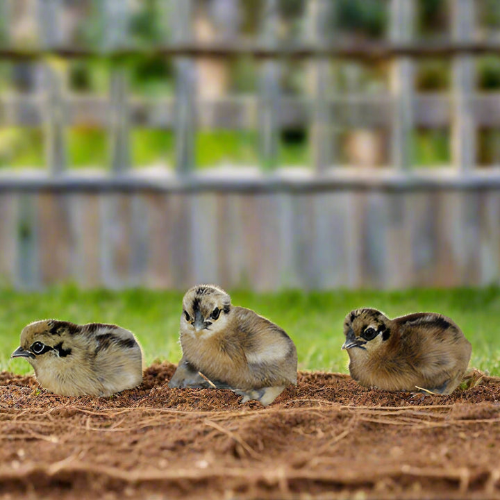 Polluelos de Silkie (sin sexar)