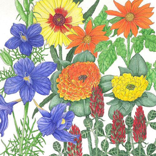 Butterfly Garden Wildflower Mix (1/4 lb)