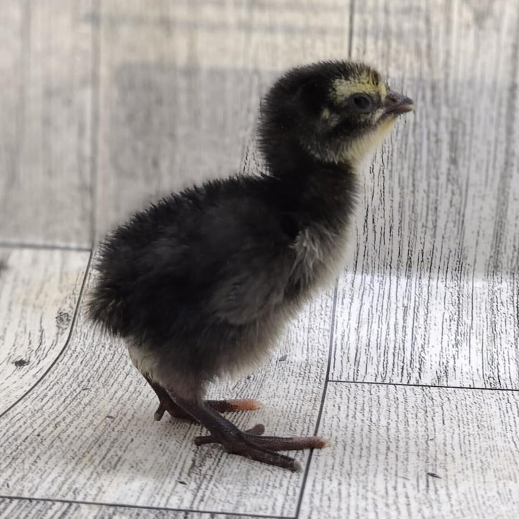 Premium Black Coturnix Quail Hatching Eggs