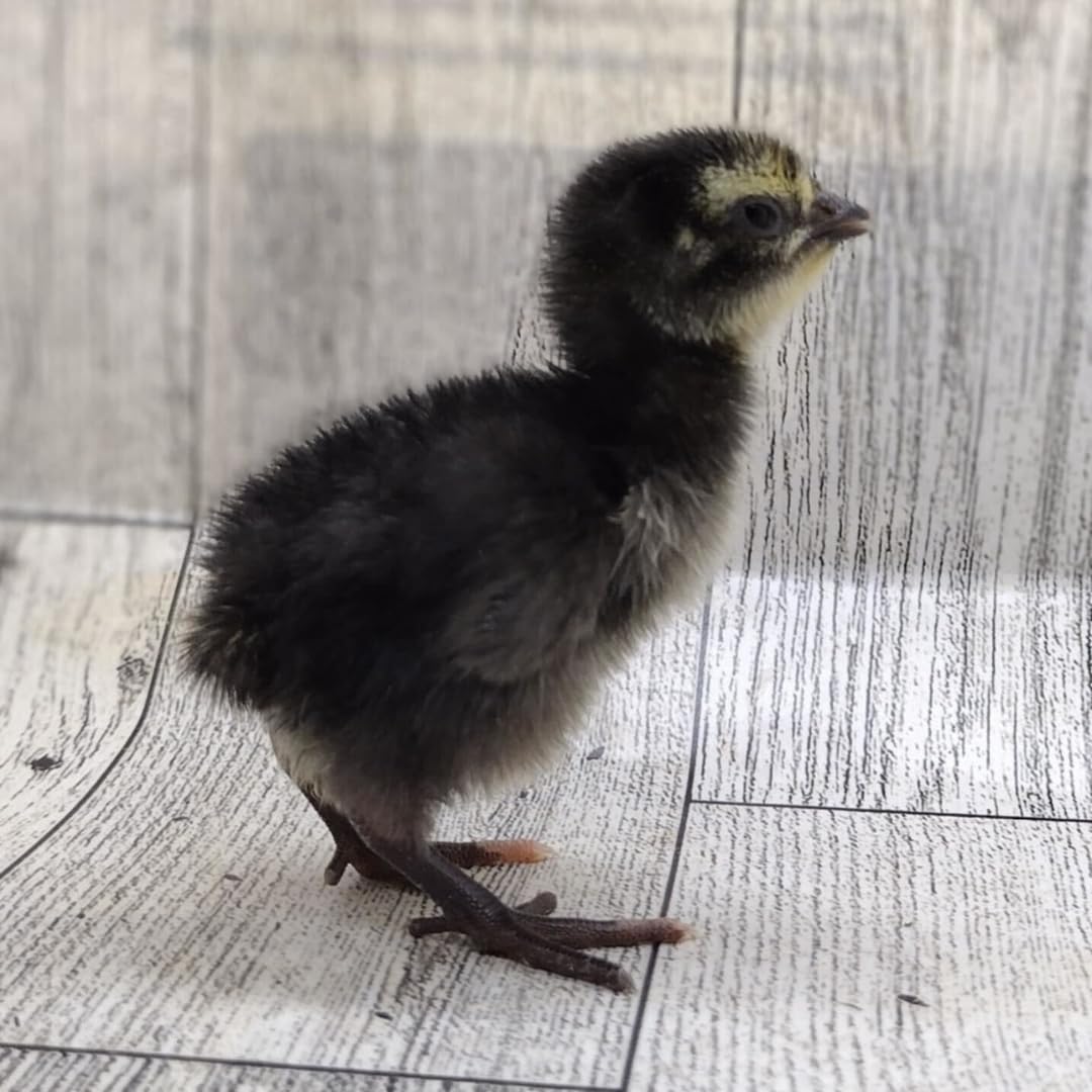 Premium Black Coturnix Quail Hatching Eggs