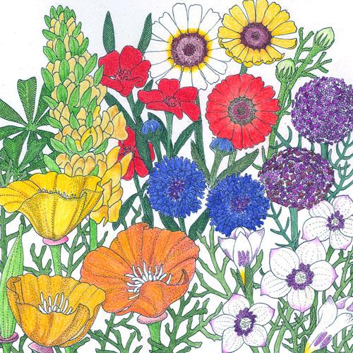 California Brilliant Wildflower Mix (lb)