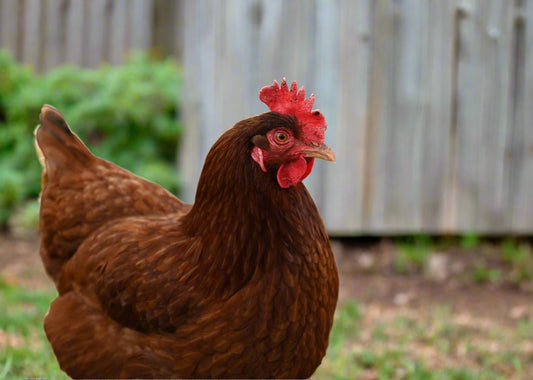Mahogany red Rhode Island Red chicks from Az Chickens, ideal for both egg production and meat.
