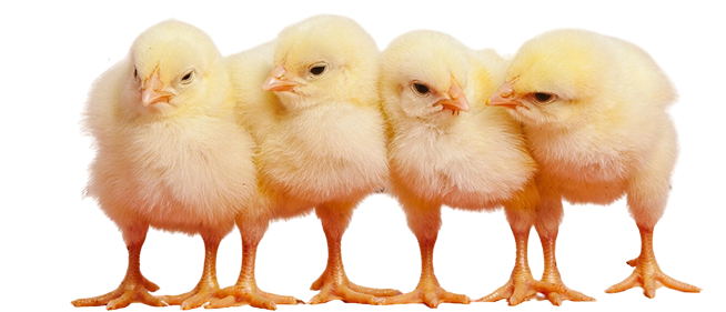 Four yellow chicks standing in a row on a white background