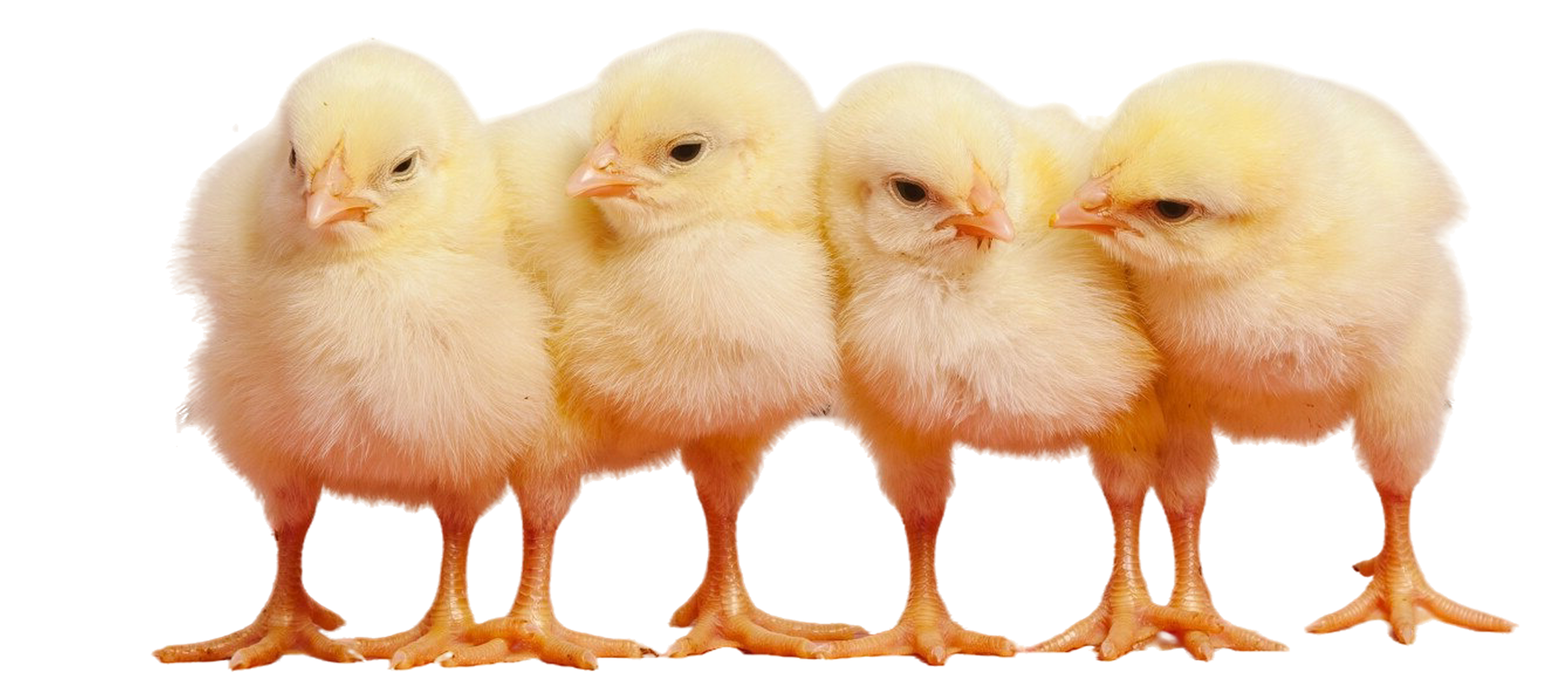 Five yellow chicks standing in a row on a white background