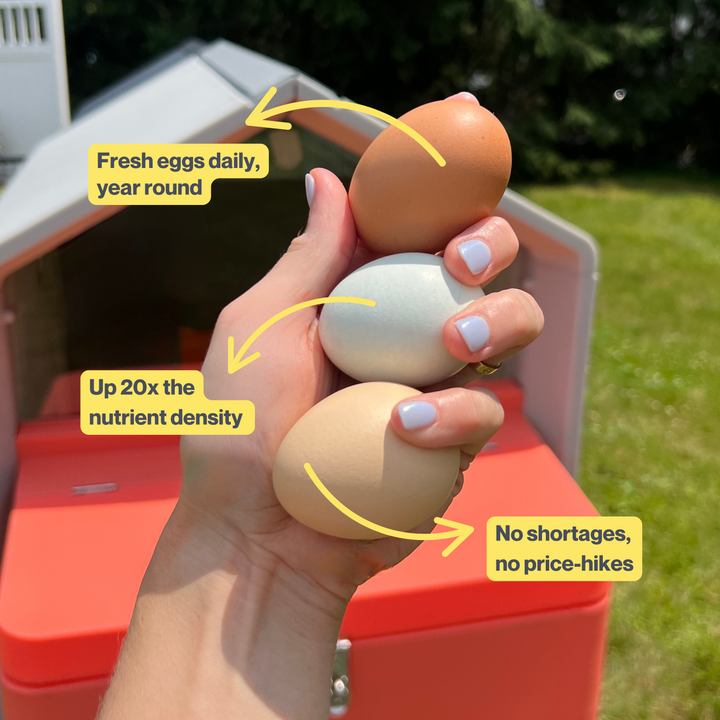 Le Smart Coop Unlimited+ (+ Poussins gratuits ! 🐣)