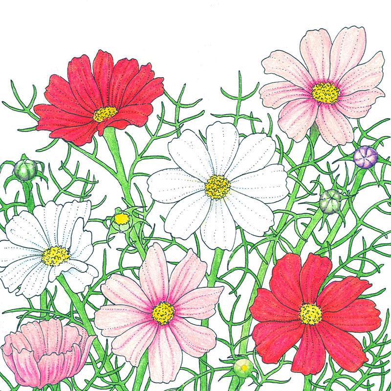 Cosmos, Sensation Mix (1/4 lb)