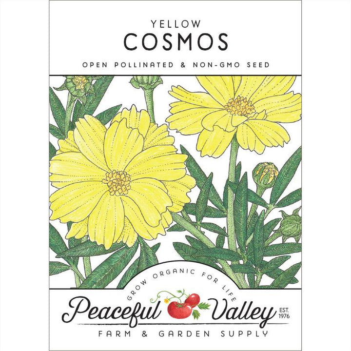 Cosmos, Yellow (pack)