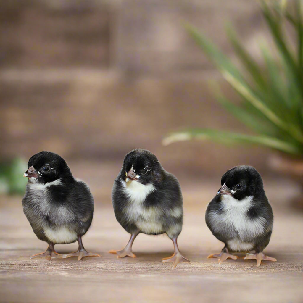 French Cuckoo Marans hens with barred feathers, known for dark chocolate brown eggs, from Az Chickens.