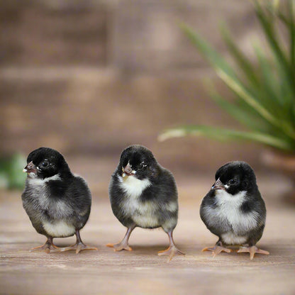 French Cuckoo Marans hens with barred feathers, known for dark chocolate brown eggs, from Az Chickens.
