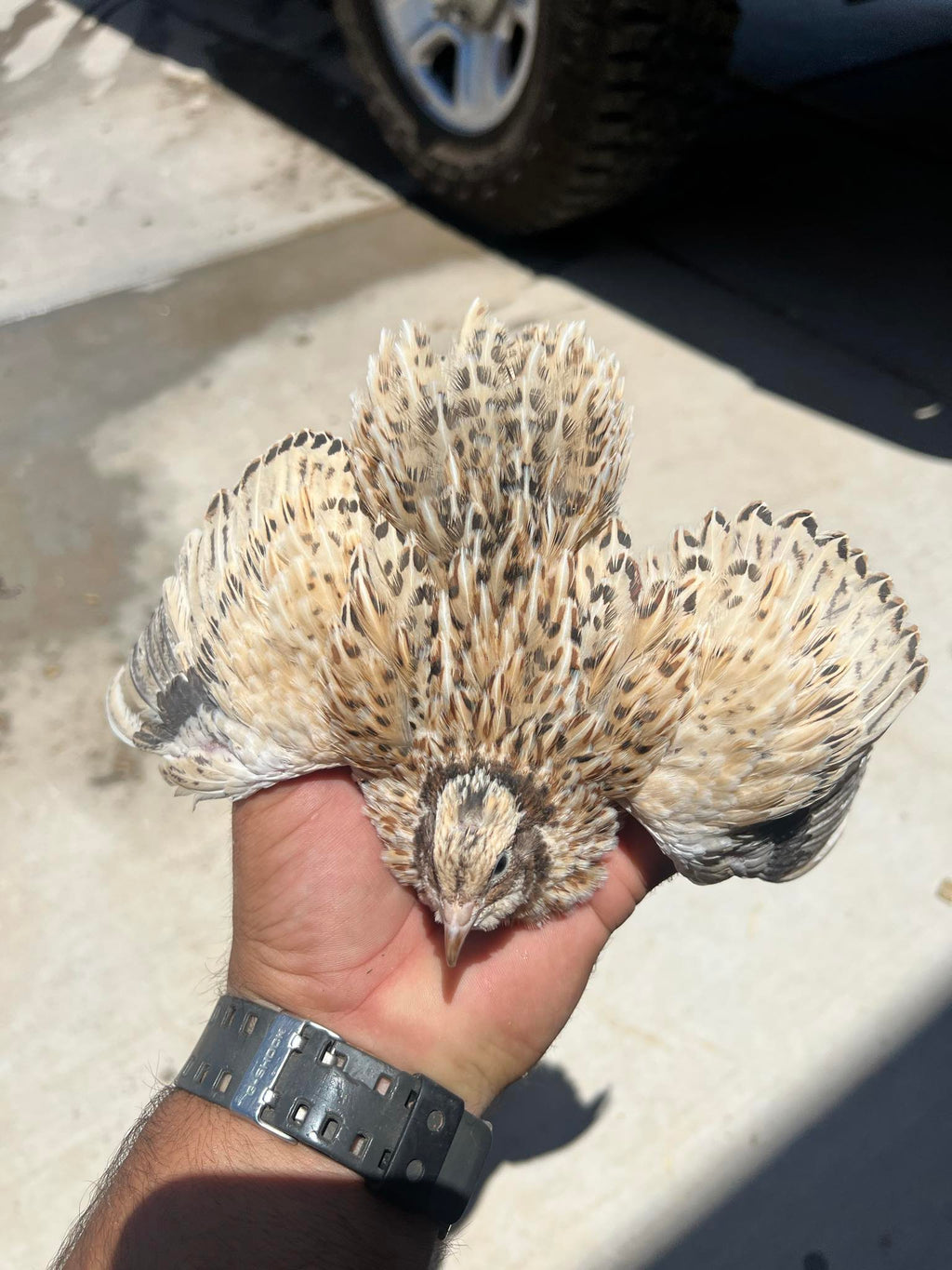 Celadon Quail Chicks - Blue Egg Laying Breed for Backyard Farms