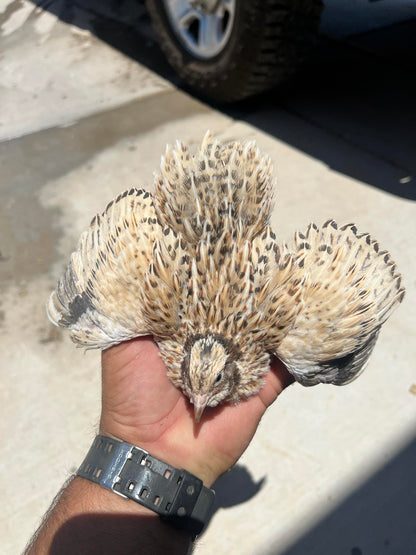 Celadon Quail Chicks - Blue Egg Laying Breed for Backyard Farms