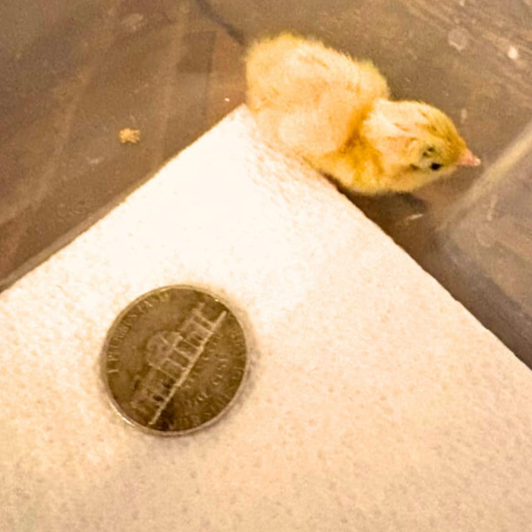 Yellow button quail chick beside a quarter, showcasing size comparison for premium hatching eggs from Quailz.com