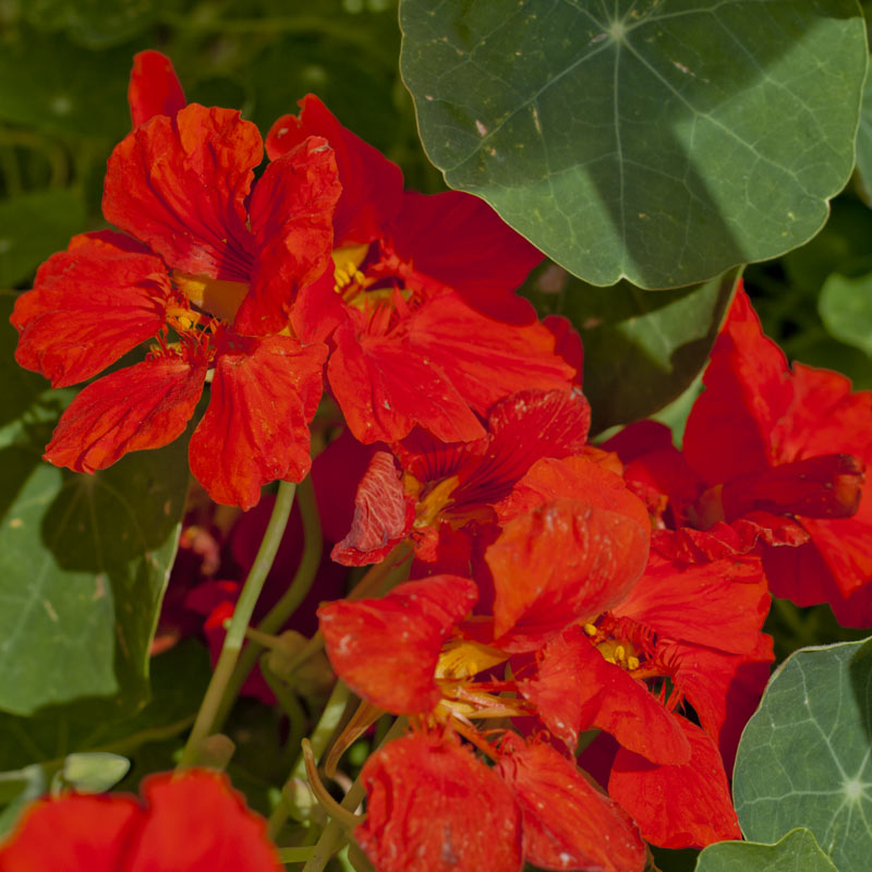 Nasturtium, Dwarf Jewel Mix (1/4 lb)