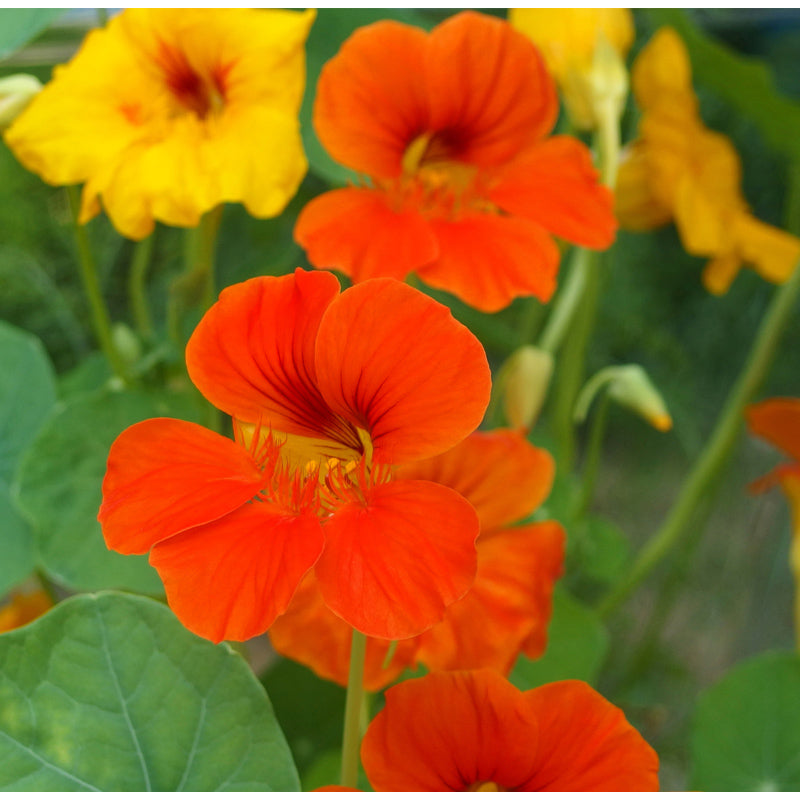 Nasturtium, Dwarf Jewel Mix (1/4 lb)
