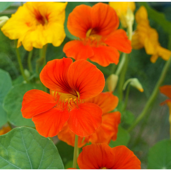 Nasturtium, Dwarf Jewel Mix (1/4 lb)