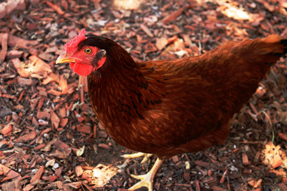 Healthy Rhode Island Red hens, brown-feathered, perfect for egg laying, by Az Chickens, available in Arizona.