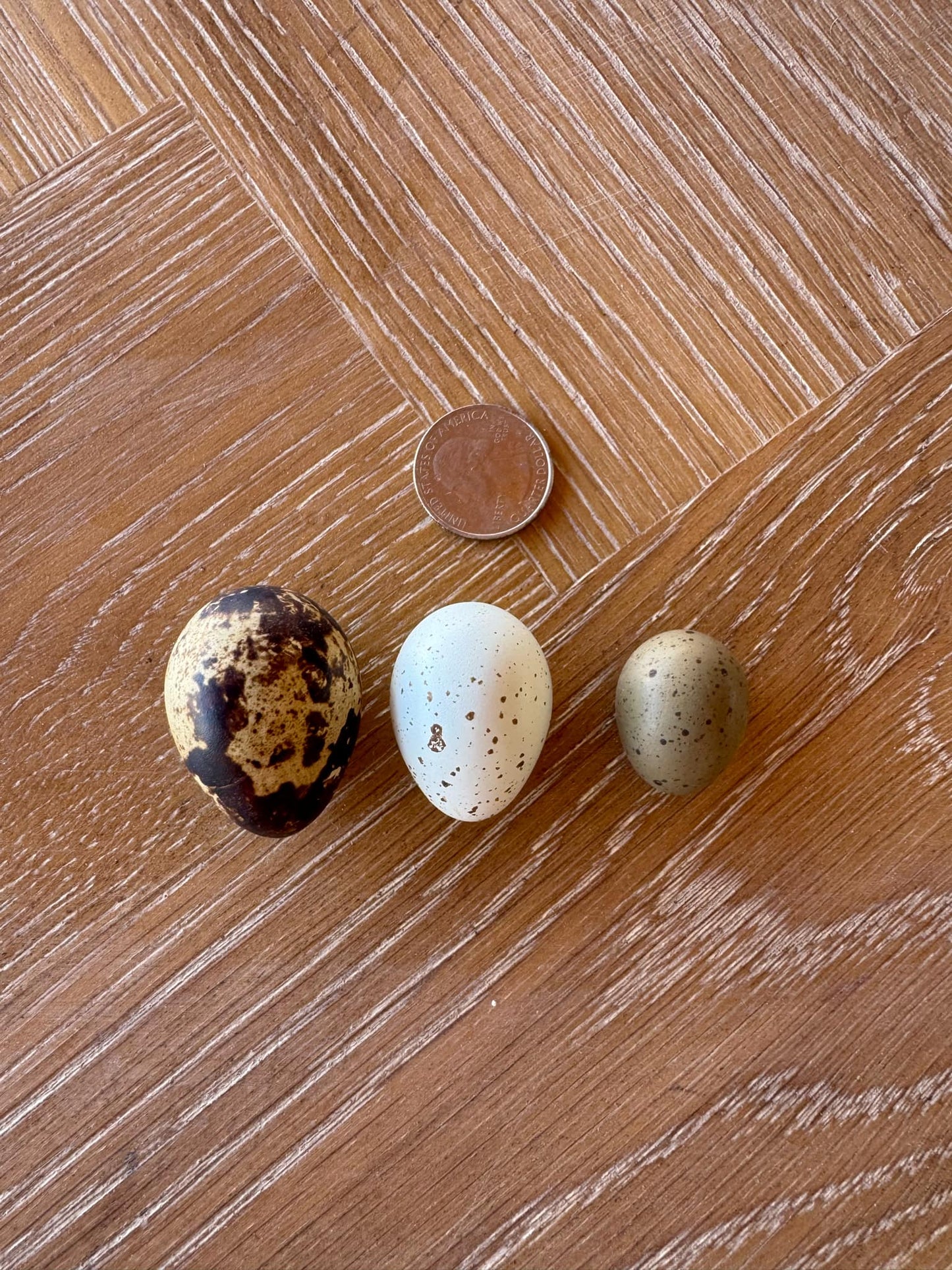 Celadon Quail Chicks - Blue Egg Laying Breed for Backyard Farms