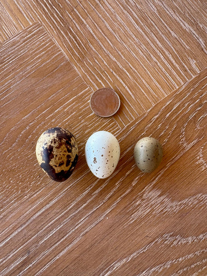 Celadon Quail Chicks - Blue Egg Laying Breed for Backyard Farms