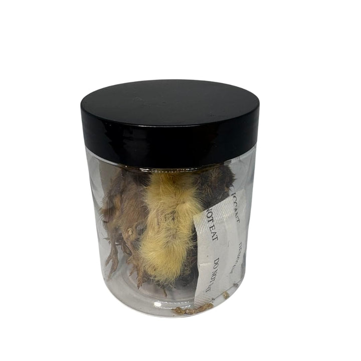 Whole Quail for Carnivore Pets - Premium Quality Natural Pet Treats Quail - Natural Prey Feeding Quail - Freeze-Dried for Essential Nutrients and Enzymes Small Size 5 Count
