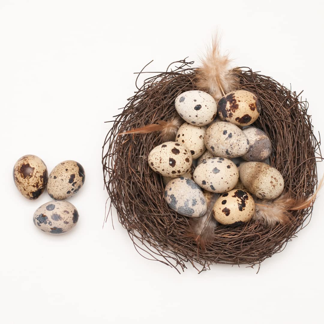Jumbo Coturnix Quail Hatching Eggs – Pharaoh, Italian, White & Brown Variety Mix