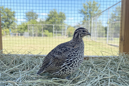 Falb-Fee quail chick in straw, showcasing cream and brown speckled feathers from Quailz.com by Undique LLC.