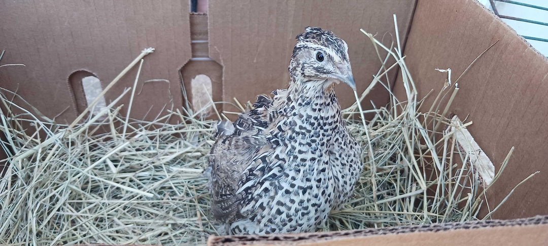 Falb-Fee Quail Hatching Eggs - Premium Fertile Pale Yellow Cream