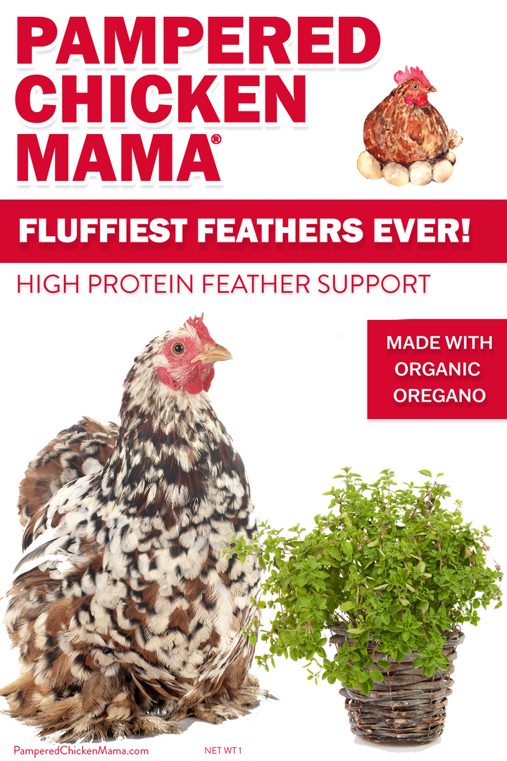 High Protein Chicken Feed Supplement - Non-GMO Molting Support