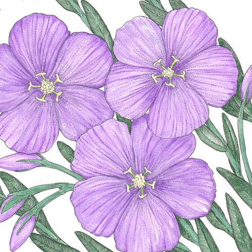 Flax, Blue (1/4 lb)