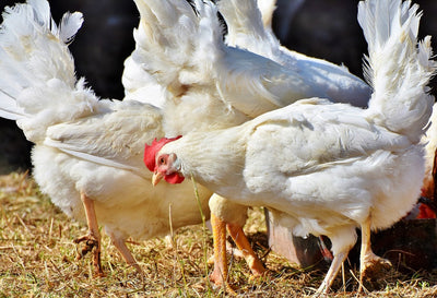 Thriving flock of healthy AZ Chickens laying hens