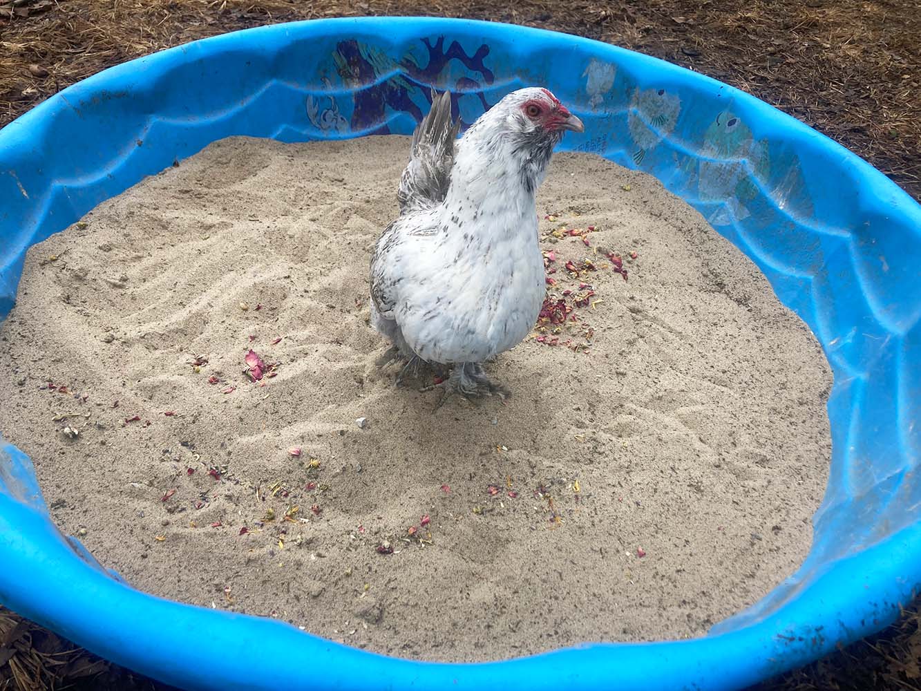 Floral dust bath for chickens, featuring a blend of calendula and lavender in a blue kiddie pool.