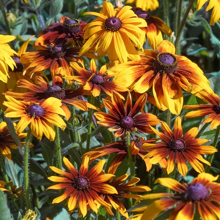 Daisy, Gloriosa (pack)