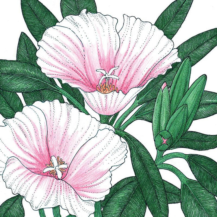 Godetia, Semi-Tall Single Mix (1/4 lb)