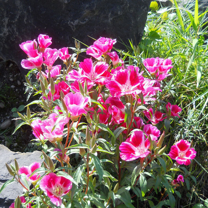 Godetia, Semi-Tall Single Mix (1/4 lb)