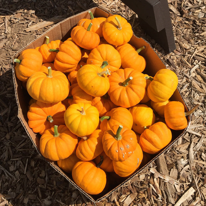 Jack Be Little Pumpkin Seeds (Organic)