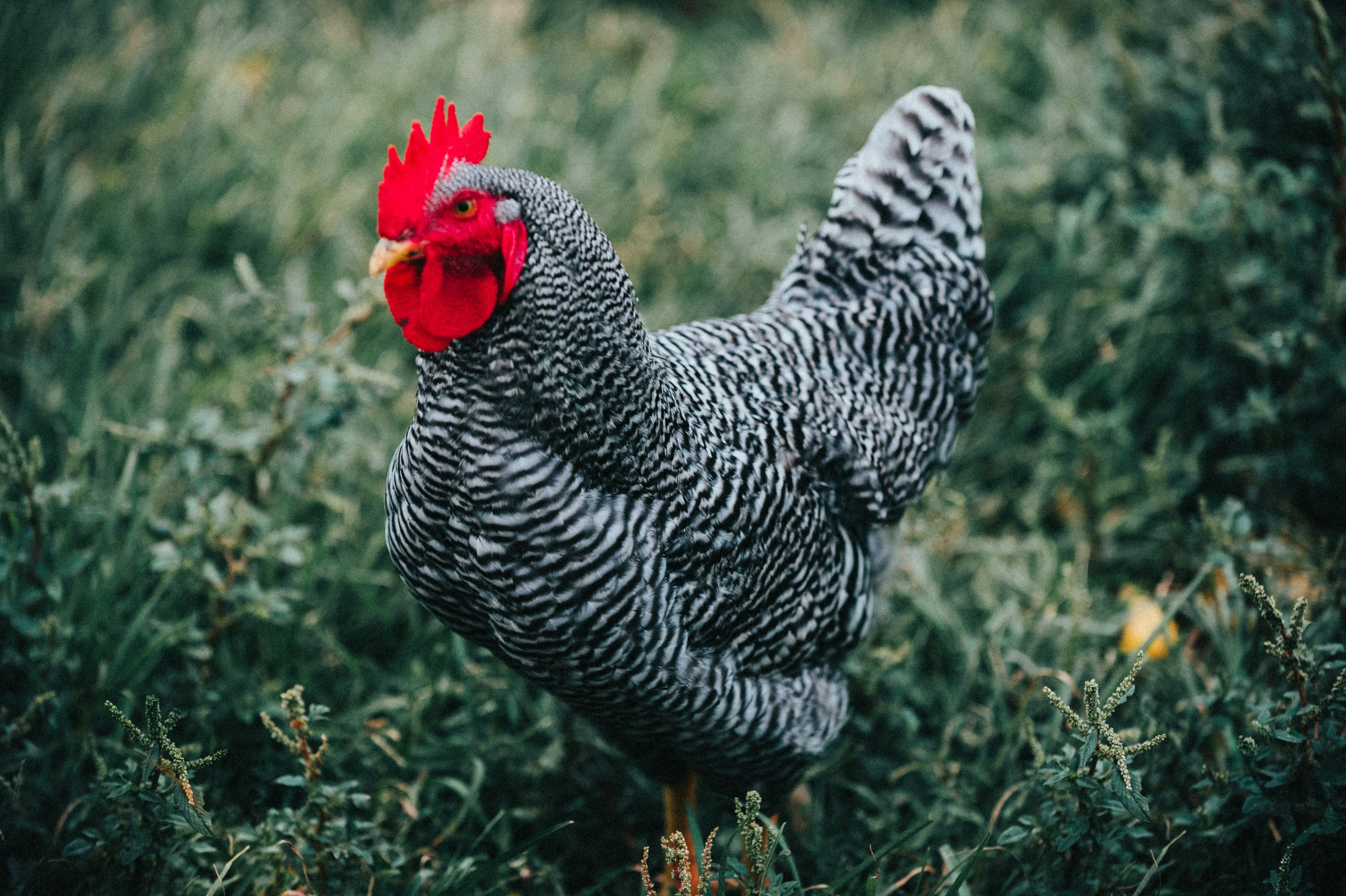 Barred Plymouth Rock Chickens