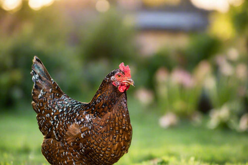 Hardy Speckled Sussex chicks in various colors, dual-purpose brown egg layers by Az Chickens.
