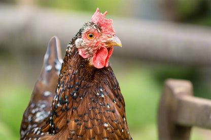 Hardy speckled Sussex chicks by Az Chickens, showcasing brown and white feather patterns, ideal for egg production.