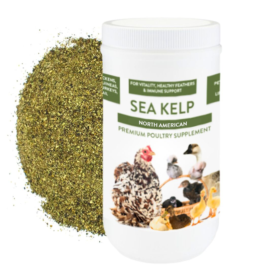 North Atlantic kelp supplement for chickens and ducks in a white container with green labeling, surrounded by kelp powder.